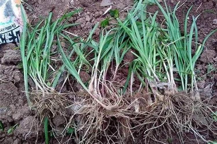 豆角底肥用什么肥料好？豆角种植用那种肥料结果多？