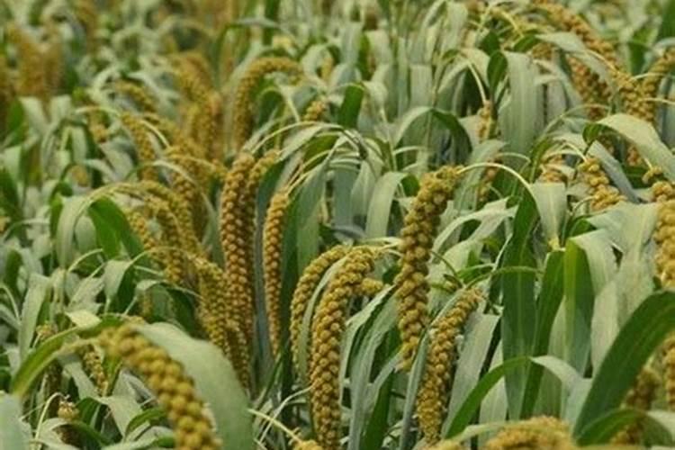 谷子施肥该注意什么