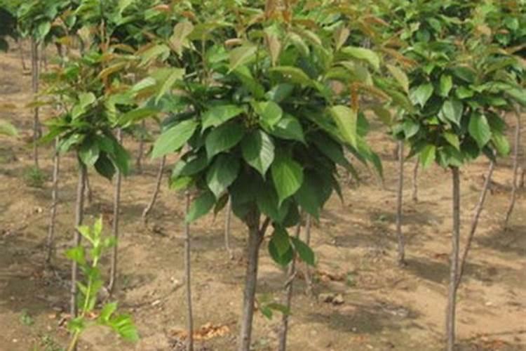 种花生磷肥还是钾肥好