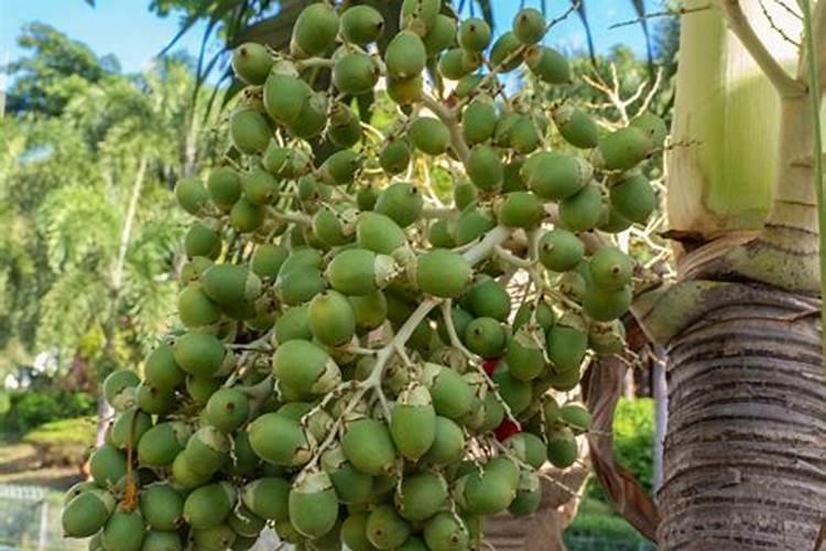 槟榔追肥方法时间