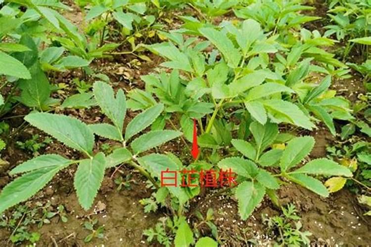 请问,硫酸钾复合肥能随水一起冲施吗？水溶肥在地里有效期为多少天？