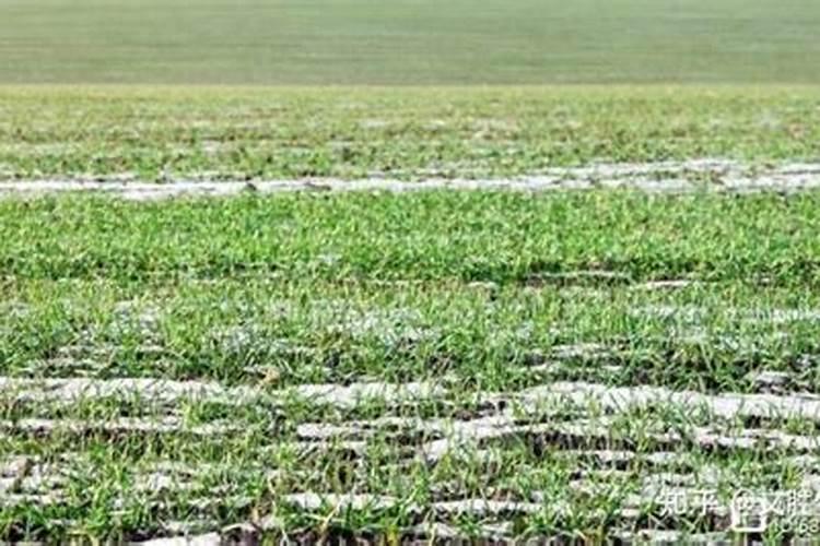 果树缺素症症状表现及诊断方法