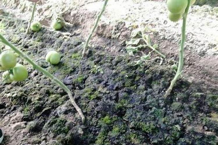 大棚西瓜头长得不好