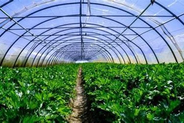 蔬菜缺氮症的形态是怎样的？