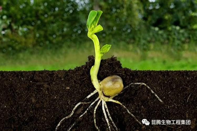 求文档: 温室大棚的黄瓜刚移栽后叶子边缘枯萎,叶子上出现大量黄色斑点...