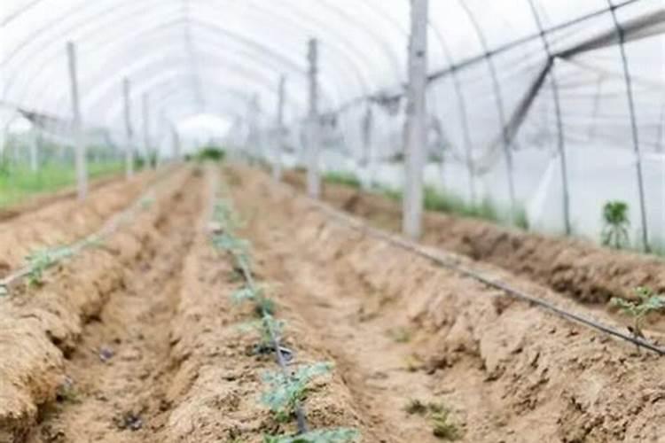 大棚草莓叶子出现边缘糊了要打什么药