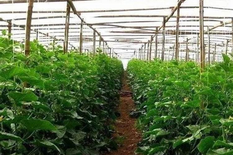 大棚西瓜适合那款中微量元素水溶肥