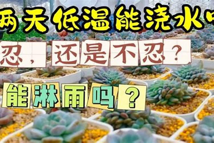 叶面肥上午打还是下午打