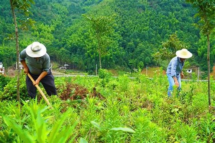 叶面肥可以夜间喷施吗