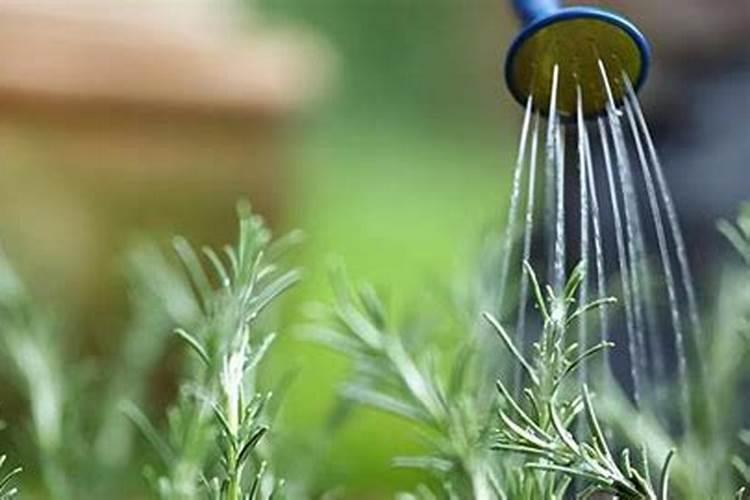 叶面肥什么时候喷洒效果好