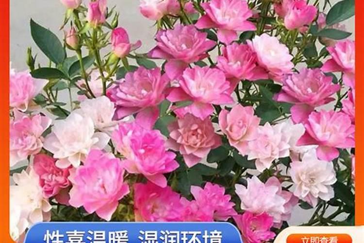 盆栽月季花要施什么肥,一般什么时候施肥？