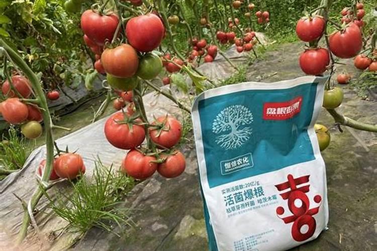 用树叶沤肥什么