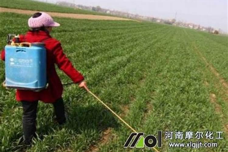 滴水观音用什么肥料