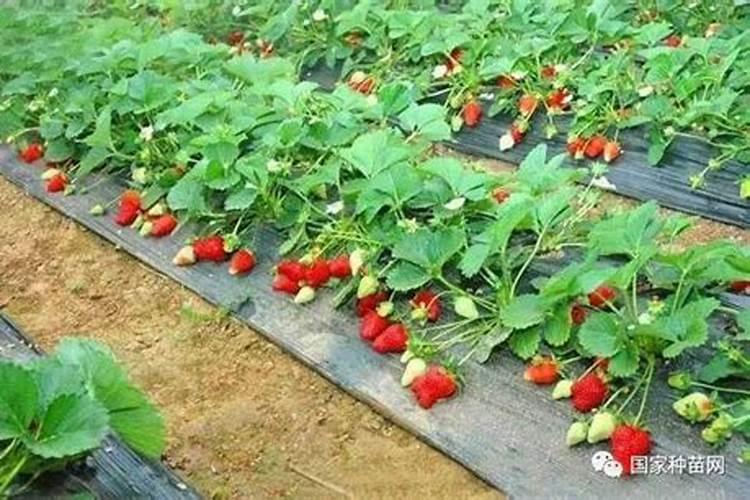 草莓种植管理