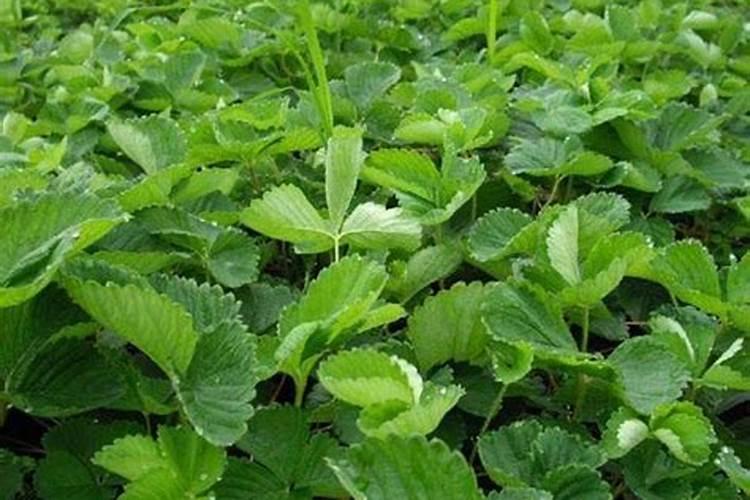 想要让草莓上色快,甜度高,平时都该怎么管理？