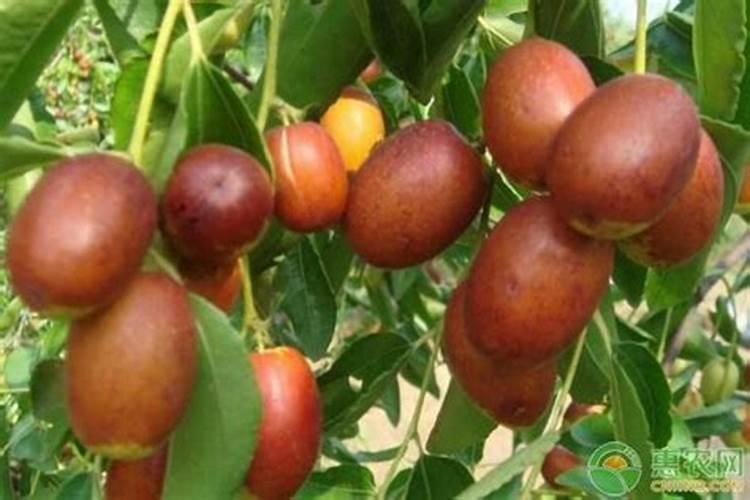 八角施什么肥最好