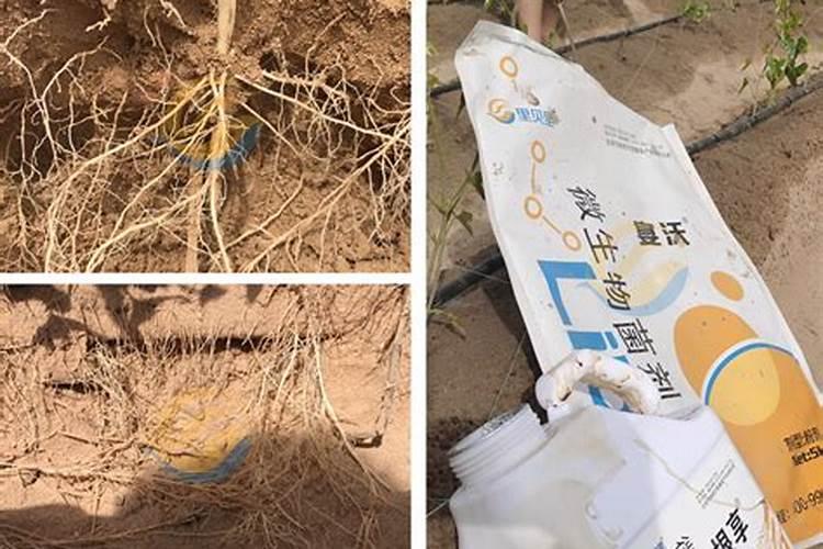 生根效果最好的肥料