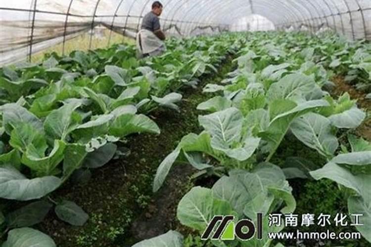 茶叶水怎么发酵 茶叶水的发酵方法