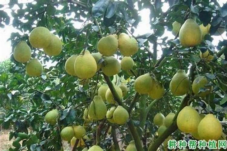 有机肥料可以直接种花吗