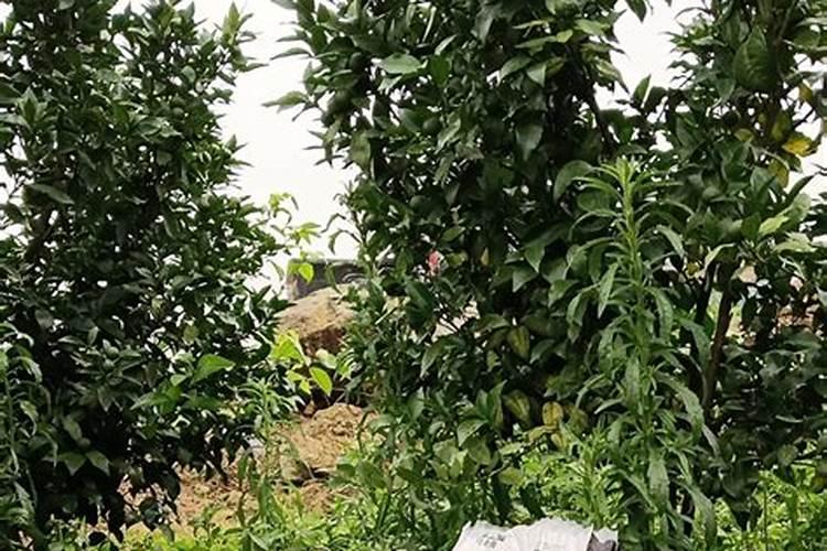 油茶开花时期应该喷何种叶面肥？