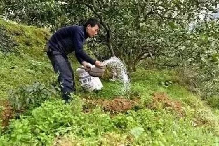 吊兰叶子太嫩怎么办