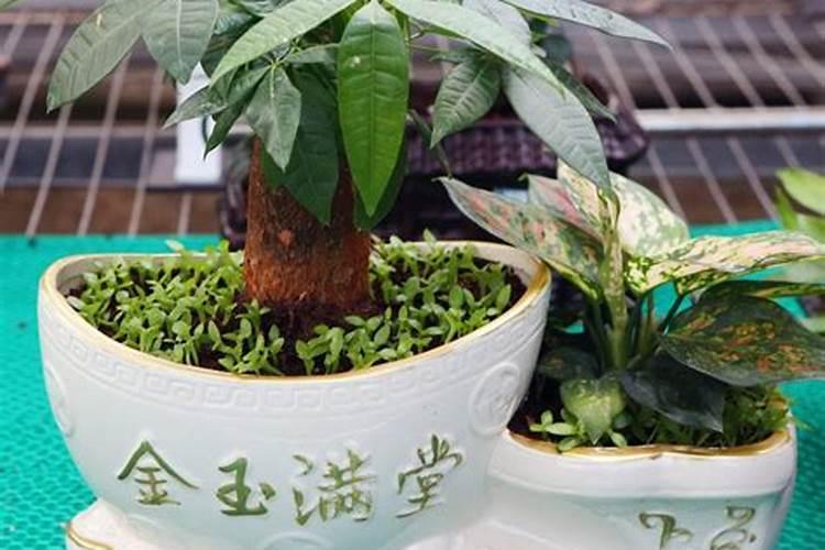 葡萄增甜叶面肥一亩地用多少,叶面肥使用注意事项,如何快速膨大？