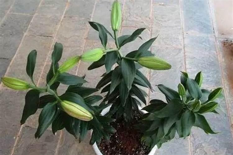 绣球叶子边缘干枯焦了