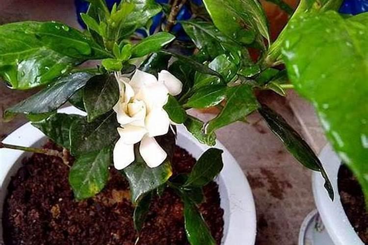 栀子花有了花苞,施肥的时候应该考虑哪些问题？