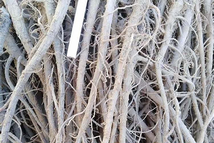 枣树多久浇一次水