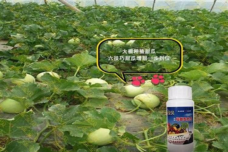 甜瓜用什么肥料好