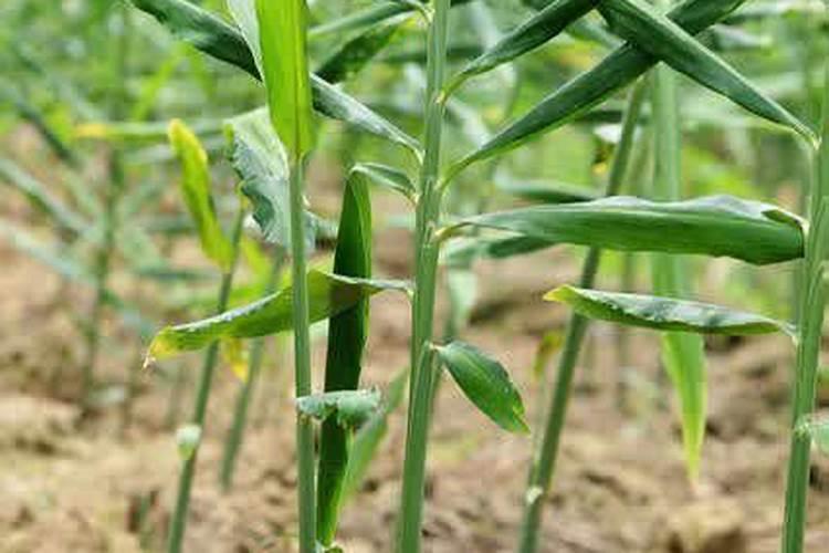 生姜早衰怎么引起的？防生姜早衰的措施有哪些