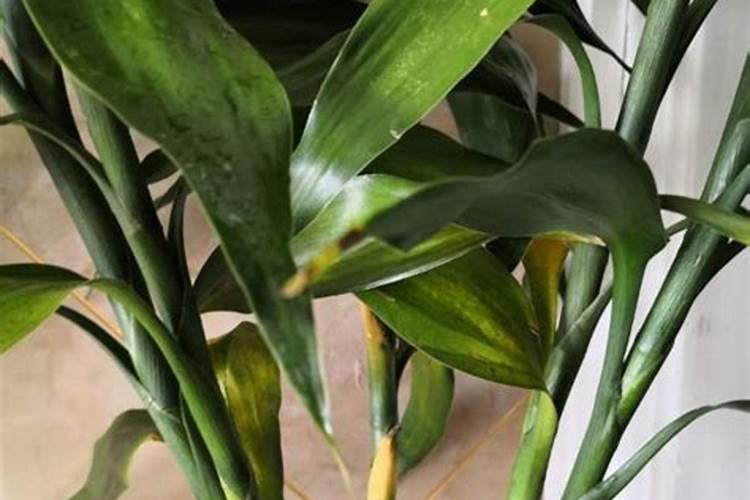 水培富贵竹能放几粒复合肥吗