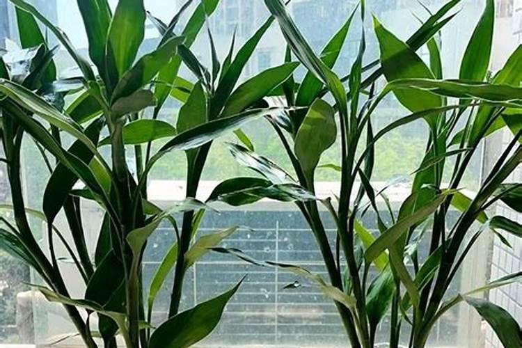 水培富贵竹怎么施肥