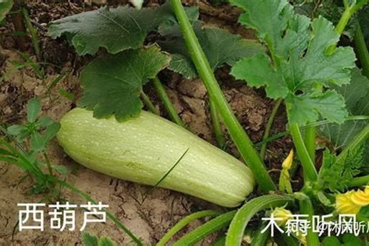 镁肥的效果及使用方法