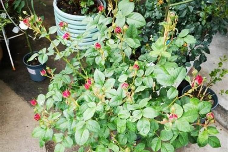 促进大樱桃树苗花芽分化的方法