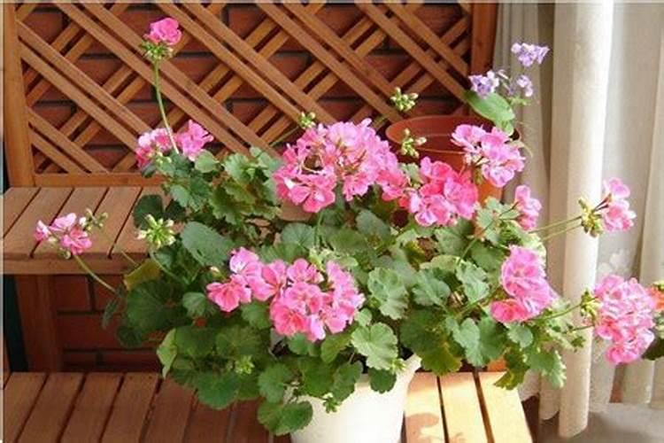 现在玉米冲施肥用什么肥料最好