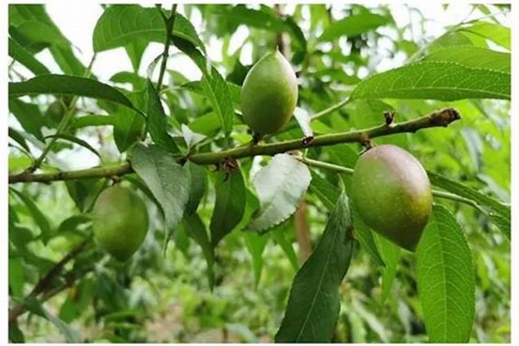 桃树落花后,这样追肥,膨果不旺长