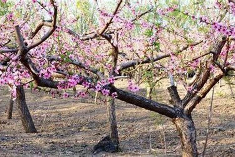 桃树施肥时间和方法