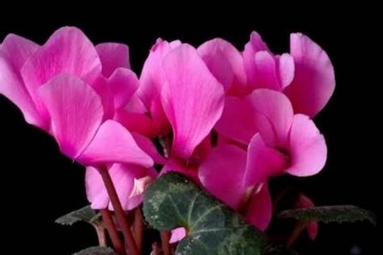 血钠和血钾正常值是多少