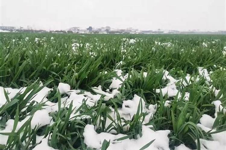 小麦喜欢什么肥料