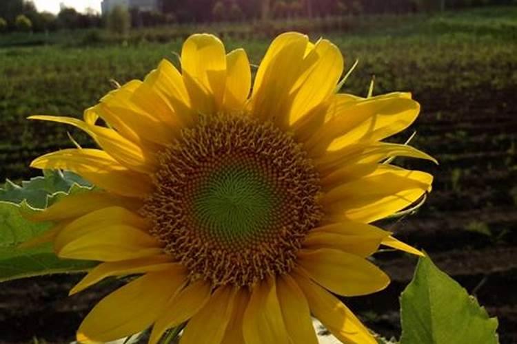 葡萄喷哪种叶面肥比较好？