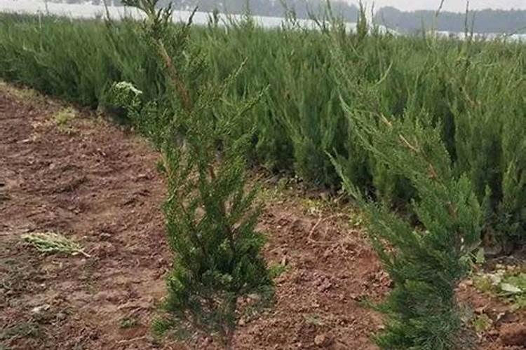 白菜,辣椒,茄子是怎样育种的吗？