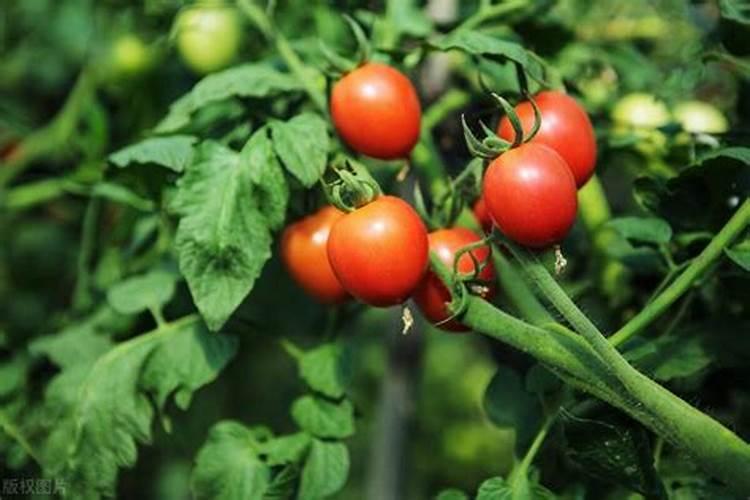 番茄怎么施肥