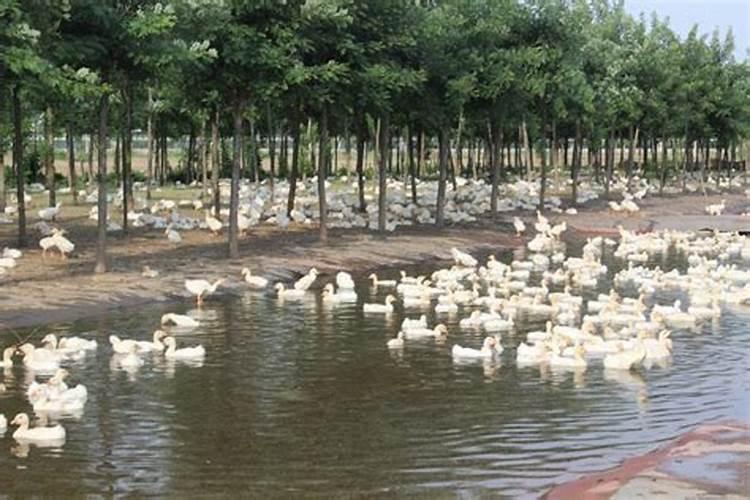 花椒树施肥方法及时间是怎么样的？