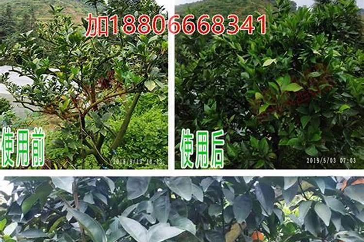 脐橙增甜有哪些方法