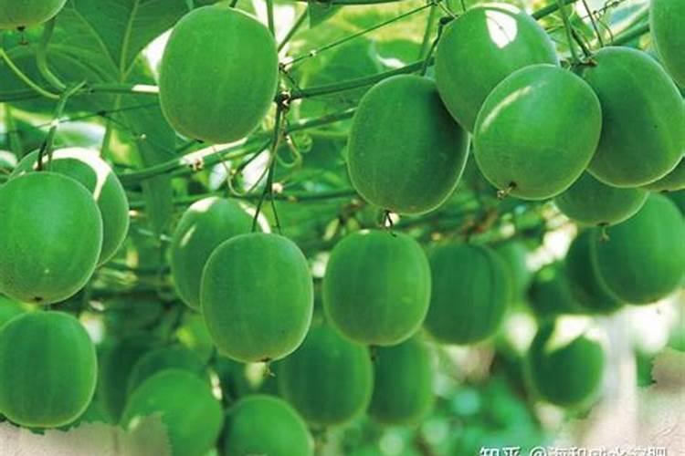 是不是水溶肥用得越多,作物长势就越好呢？为什么？