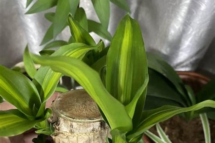 磷酸二氢钾使用方法