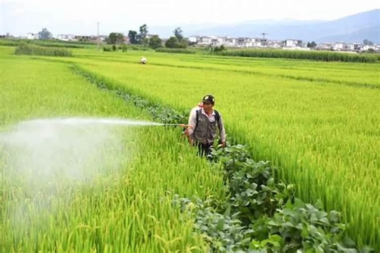 户外花箱多长时间浇水