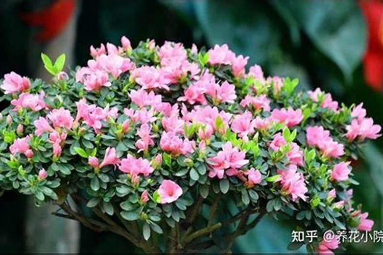 生姜苖期施什么化肥好 生姜怎么施肥