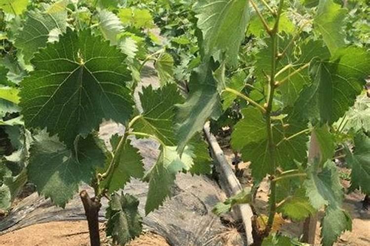 葡萄越夏如何施肥？葡萄树用什么肥料长得快？